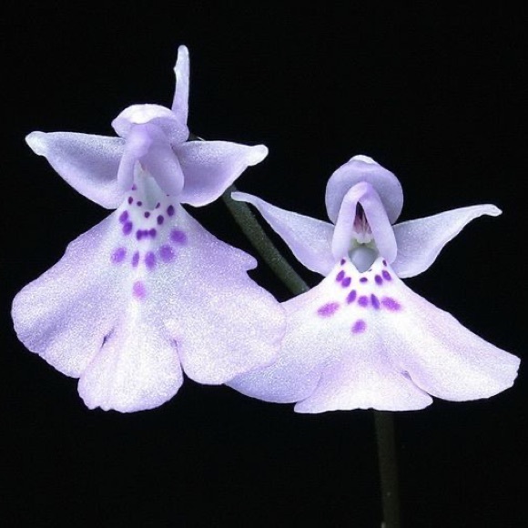 Meet your Posher, Diana - Picture 1 of 1